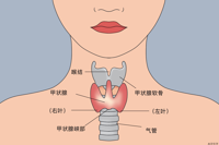 假如甲状腺会说话——揭秘甲状腺的“心声”