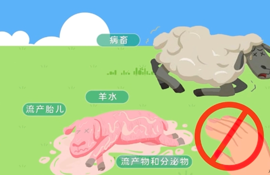 认识布鲁氏杆菌病 科学防控护健康