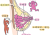 乳房里的“小疙瘩”别慌张，科学认识乳腺结节与增生